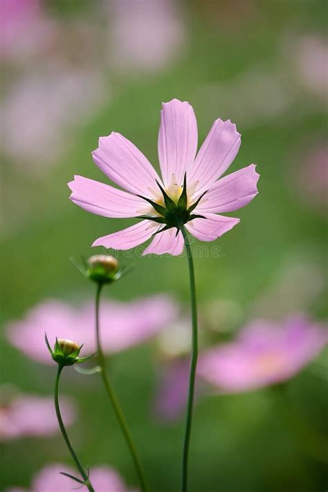 Wild cosmos flowers stock image. Image of garden, blossom - 6500093