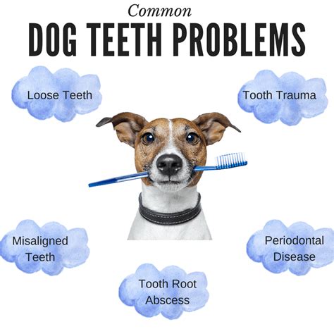 Your Definitive Guide to Taking Care of Your Dog’s Teeth