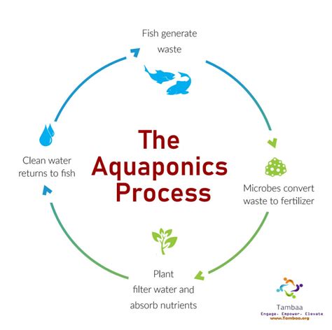 Aquaponics - One of The Best and Most Profitable Modern Farming Methods - Tambaa Initiative