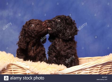 irish water spaniel puppies Stock Photo - Alamy