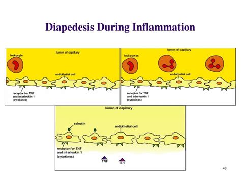 PPT - CHAPTER 10 Infection and Immunity PowerPoint Presentation, free ...