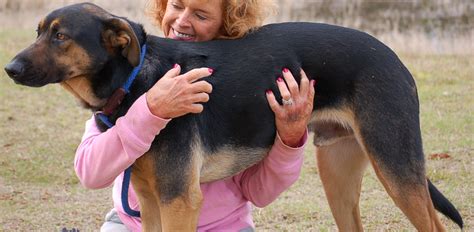 79+ Doberman Mixed With German Shepherd - l2sanpiero