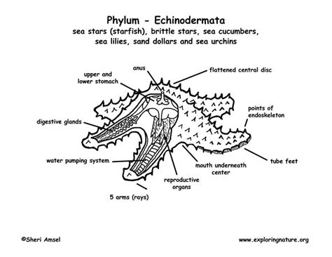 Starfish Anatomy Coloring Page