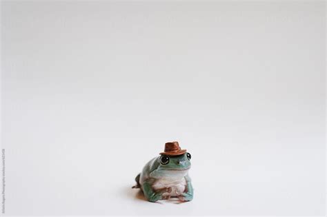 Frog in hat | Cute frogs, Frog pictures, Miniature cowboy hat