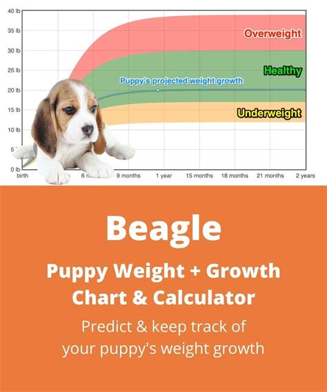 Beagle Weight+Growth Chart 2024 - How Heavy Will My Beagle Weigh? | The ...