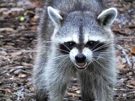 'It Bit Me': Man Attacked by Raccoon in 'Wild' Video - Newsweek