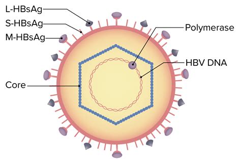 Hepatitis B Virus | Concise Medical Knowledge