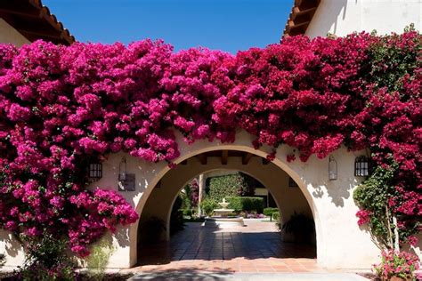 California Calling: Indian Wells | Bougainvillea, Resort, Resort spa