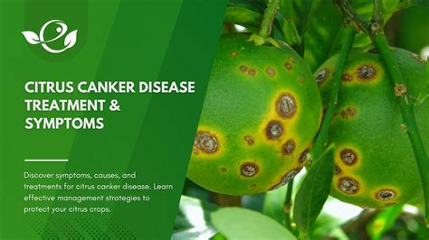 Citrus canker disease treatment & Symptoms