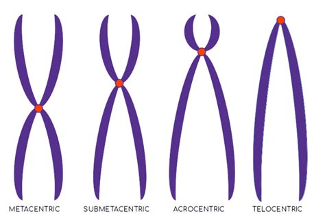 Types Of Chromosomes