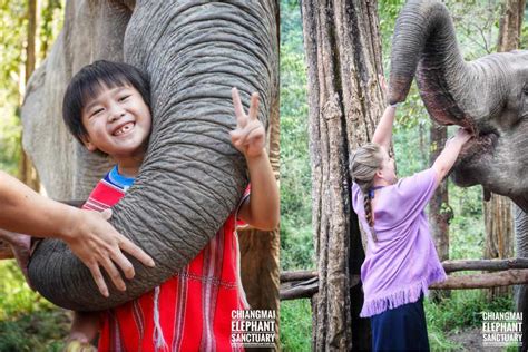 Chiang Mai Elephant Sanctuary One Day | VOYON.CO