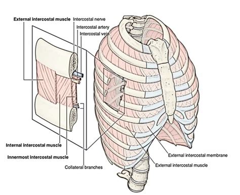 Easy Notes On 【Thoracic Cage – Muscles, Formation and Shape】