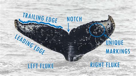 Whale Fluke Identification: A Visual Guide - Oceanic Society