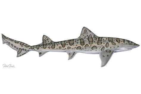 Leopard Shark | Marine life art, Leopard shark, Illustration art
