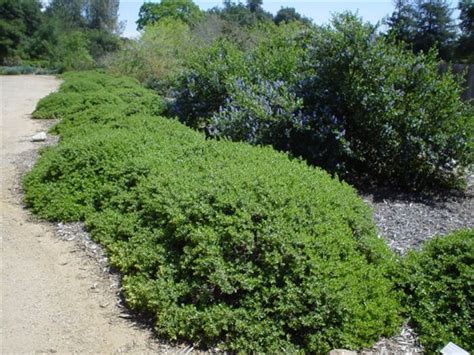 Baccharis Pilularis Twin Peaks Dwarf Coyote Brush | SiteOne