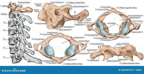 Dens Anatomy Stock Photos - Free & Royalty-Free Stock Photos from ...