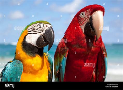 Colourful parrots, Punta Cana, Dominican Republic, West Indies ...