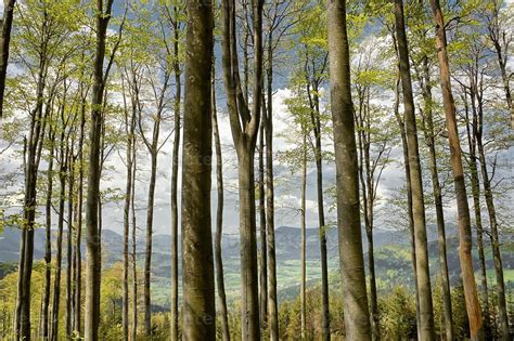 Forest in summer 11725256 Stock Photo at Vecteezy