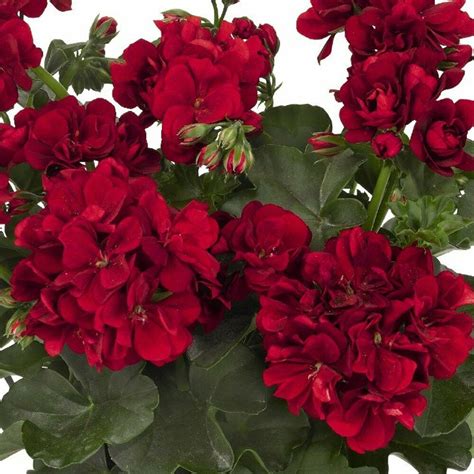 Double Red Geranium Perennial Hanging Basket 10 Flower Seeds - Perennial Seeds