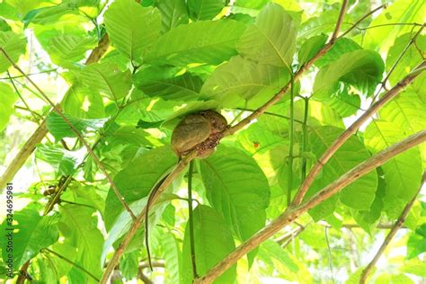 Philippine tarsier in Bohol island Stock Photo | Adobe Stock