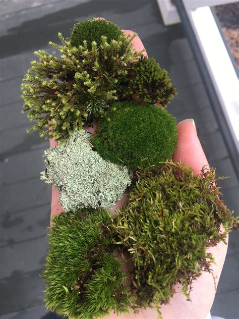 Moss identification help! : r/Mosses