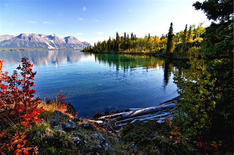 lake, Mountain, Fall, Morning, Forest, Shrubs, Water, Leaves, British ...