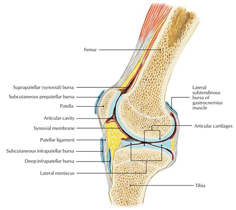 Knee Bursa – Earth's Lab