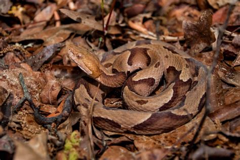 Stay Alert, It's Baby Copperhead Season In North Carolina