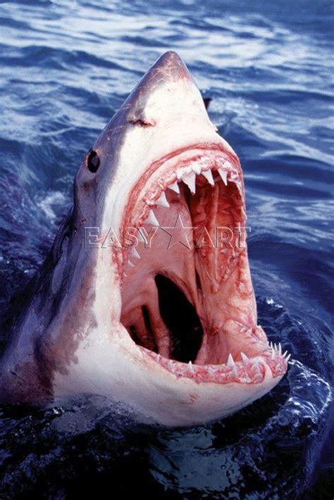 Great White Shark YYEEEAAAHHH! Look at that awesomeness!~ Sara | Haha funny, Facts about guys