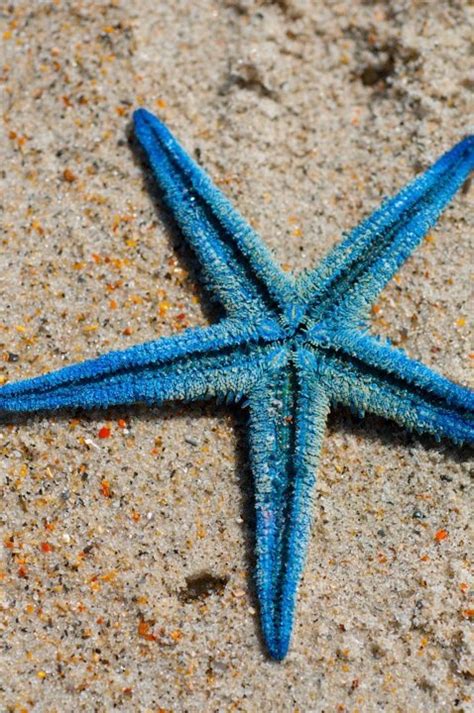 Blue starfish | Starfish, Ocean creatures, Sea animals