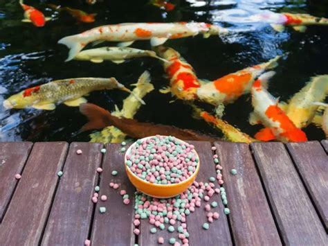 Healthy Homemade Koi Food: Recipes and Guide To Make Fish Pellets At ...