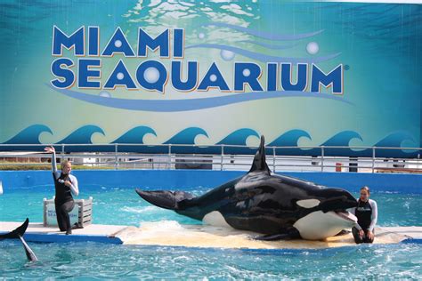 Miami Seaquarium: Visitor Information and Review