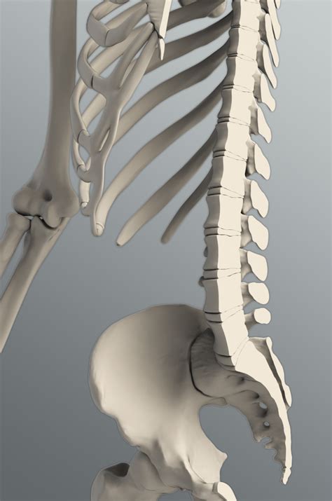 Zygote::Solid 3D Male Skeleton Model | Medically Accurate | Human