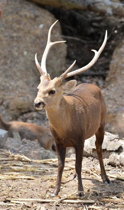 Hog deer stock photo. Image of antlers, nature, face - 19999340