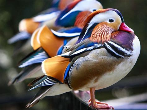 Most Beautiful Birds On The Planet - PRE-TEND Be curious - Travel