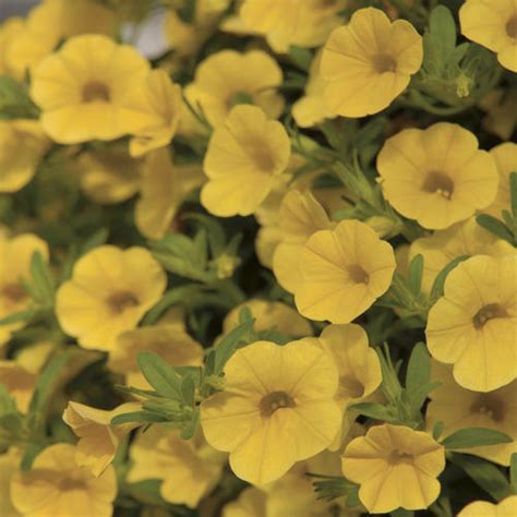 Million Bells® Trailing Yellow - Calibrachoa hybrid | Proven Winners