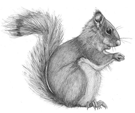 Squirrel | Squirrel art, Realistic animal drawings, Nature sketches pencil