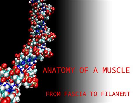 (PPTX) ANATOMY OF A MUSCLE FROM FASCIA TO FILAMENT. Connective Tissue Coverings Skeletal Muscle ...