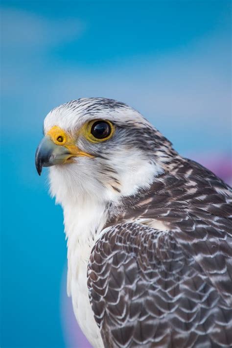 Peregrine Falcon Bird of Prey Stock Photo - Image of peregrine, display: 105941100