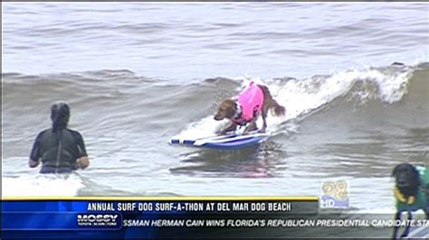 Annual surf dog surf-a-thon at Del Mar Dog Beach | cbs8.com