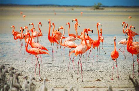 Great Inagua: land of white hills and pink skies - Cayman Compass