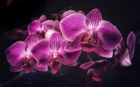 Download wallpapers purple orchids, orchid branch, tropical flowers ...