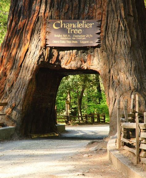 Image result for chandelier tree san francisco | Redwood tree, Redwood ...