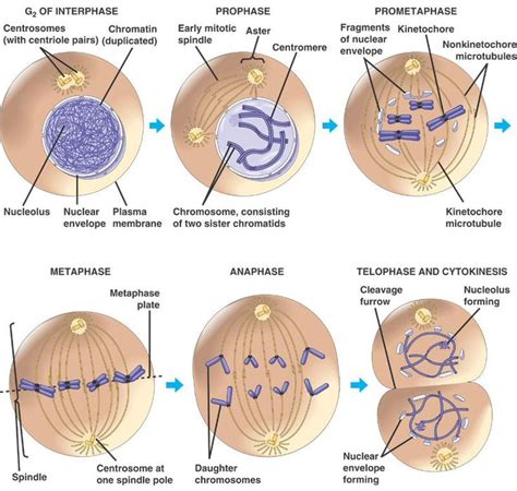 109 best images about Mitosis and Meiosis on Pinterest