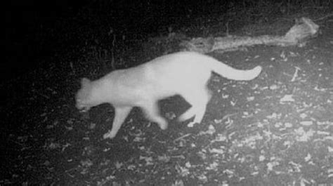 Fears of big cat hunts in UK after 'definitive proof' they're roaming ...