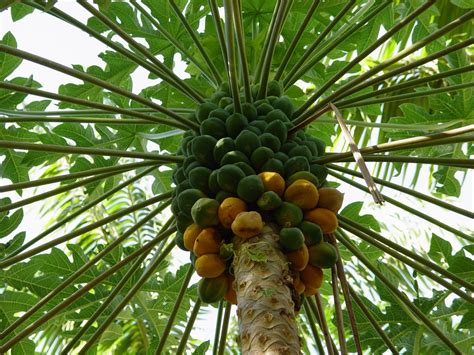 Exotic Fruit Trees: Papaya Fruit Tree