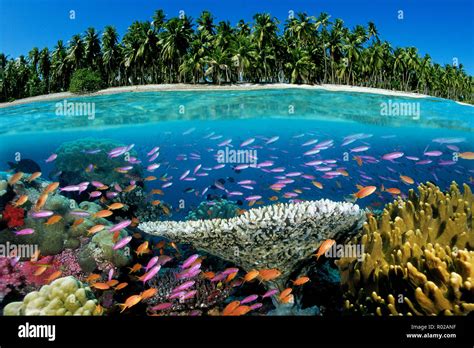 Tropical coral reef, Fiji, Pacific Ocean Stock Photo - Alamy