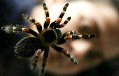 Tarantula migration Colorado: Spiders expected to crawl through La Junta