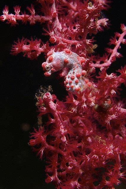 Pygmy Seahorse with seafan coral polyps Beneath The Sea, Under The Sea ...