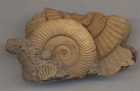 really well preserved fossils! | Fossils, Rocks and Gems | Pinterest